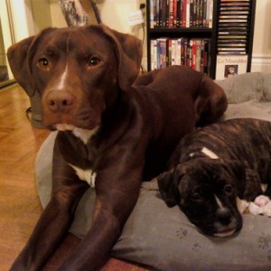 Lexi & Izzy - Lexi (left) is a boxer-chocolate lab cross and Izzy (right) is an American Bulldog-Boxer cross.