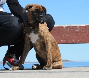 Stitch - Purebred Boxer