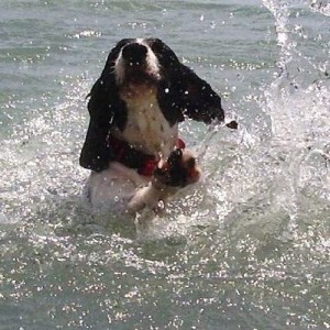 William - This is William attempting to swim in the lake at the cottage. He kinda swims like a rock