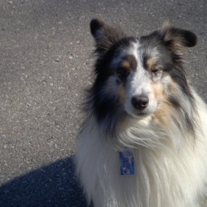 Zelig - Our beautiful Sheltie