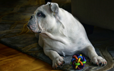 image for 8 Fun Ways to Exercise Your Dog Indoors
